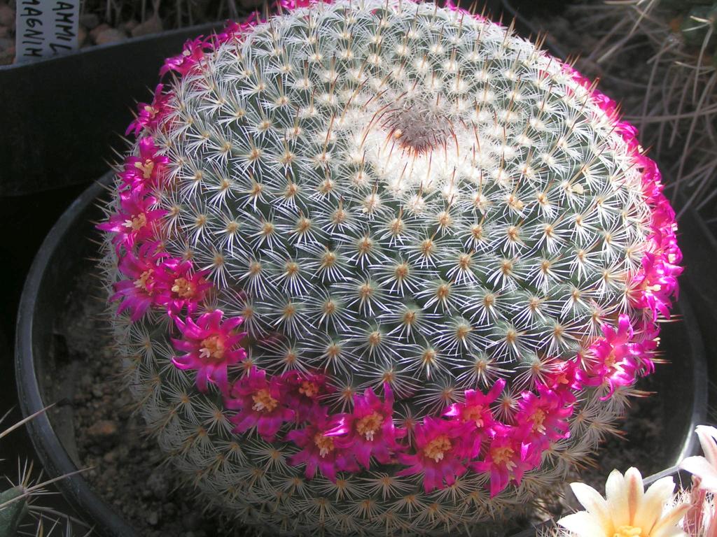 Mammillaria Elegans